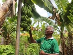 Kampung Reforma Agraria Baumata di Kupang, Capai Kemandirian Ekonomi Melalui Budidaya Pisang Cavendish