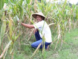 Reforma Agraria Lahirkan Regenerasi dan Kreativitas Petani Muda di Desa Soso