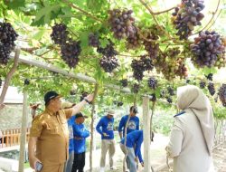 Jadi Kawasan Agrowisata Favorit Kota Palu, Kebun Anggur Duyu Bangkit Bukti Kerja GTRA